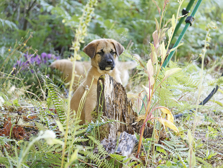 chinook dog
